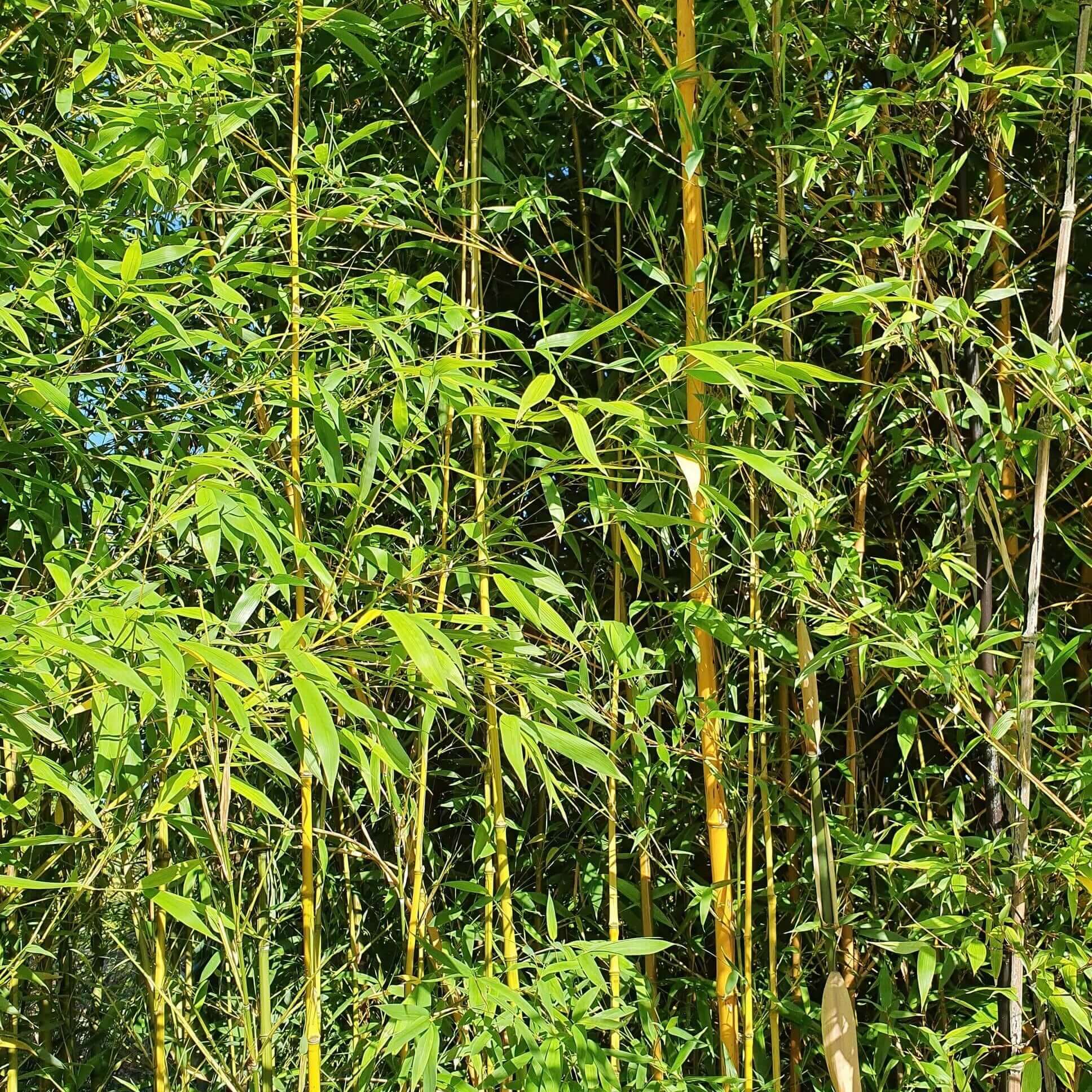 golden bamboo house plant 15G Golden Bamboo