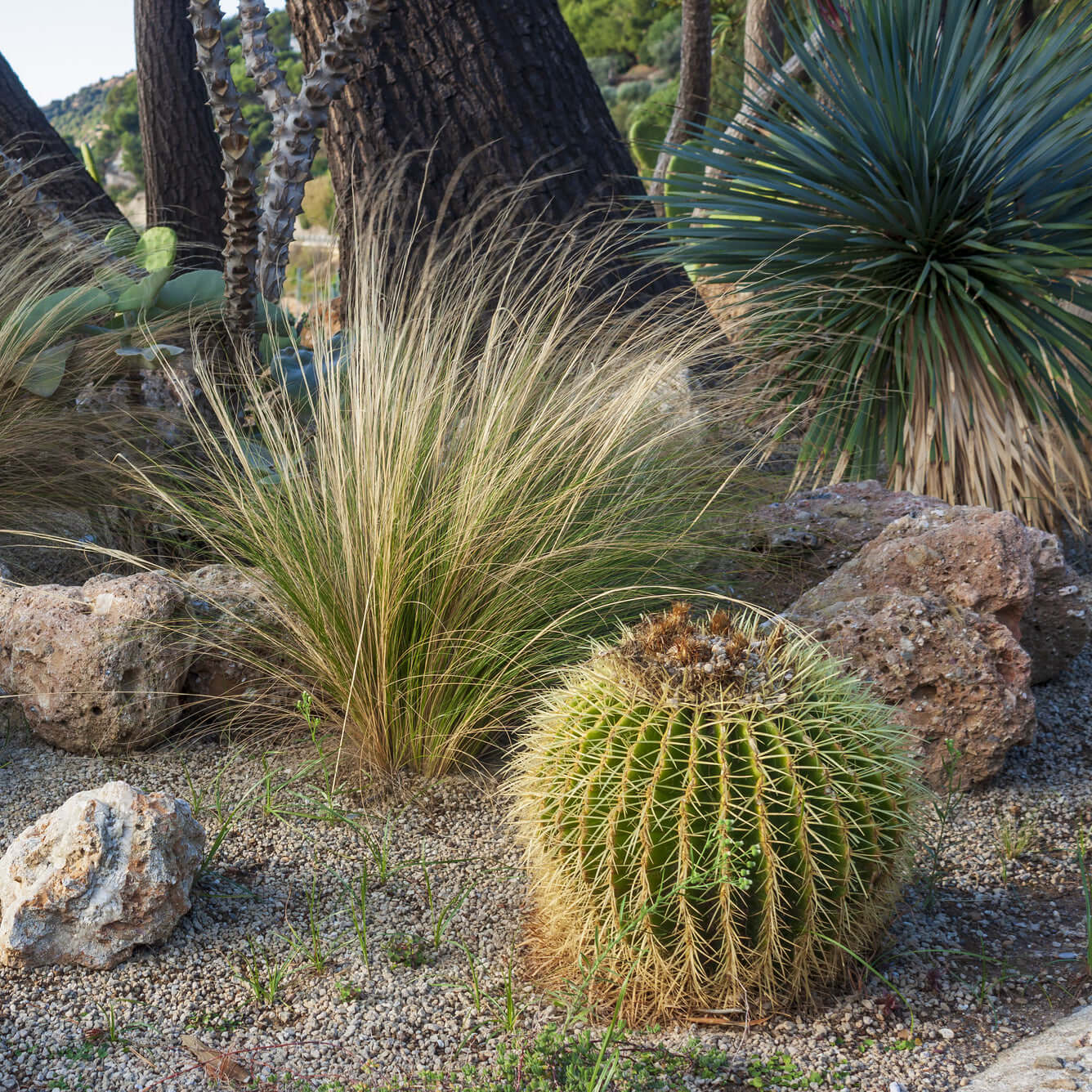 Golden Barrel Cactus (7895623106815)