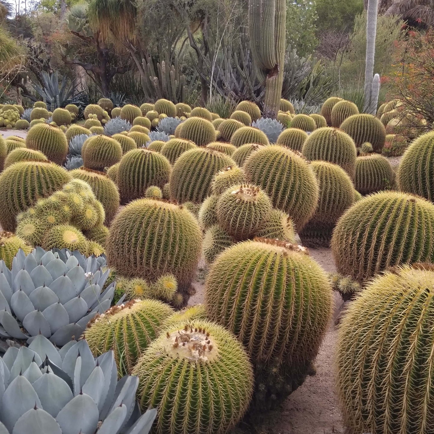 Golden Barrel Cactus (7895623106815)