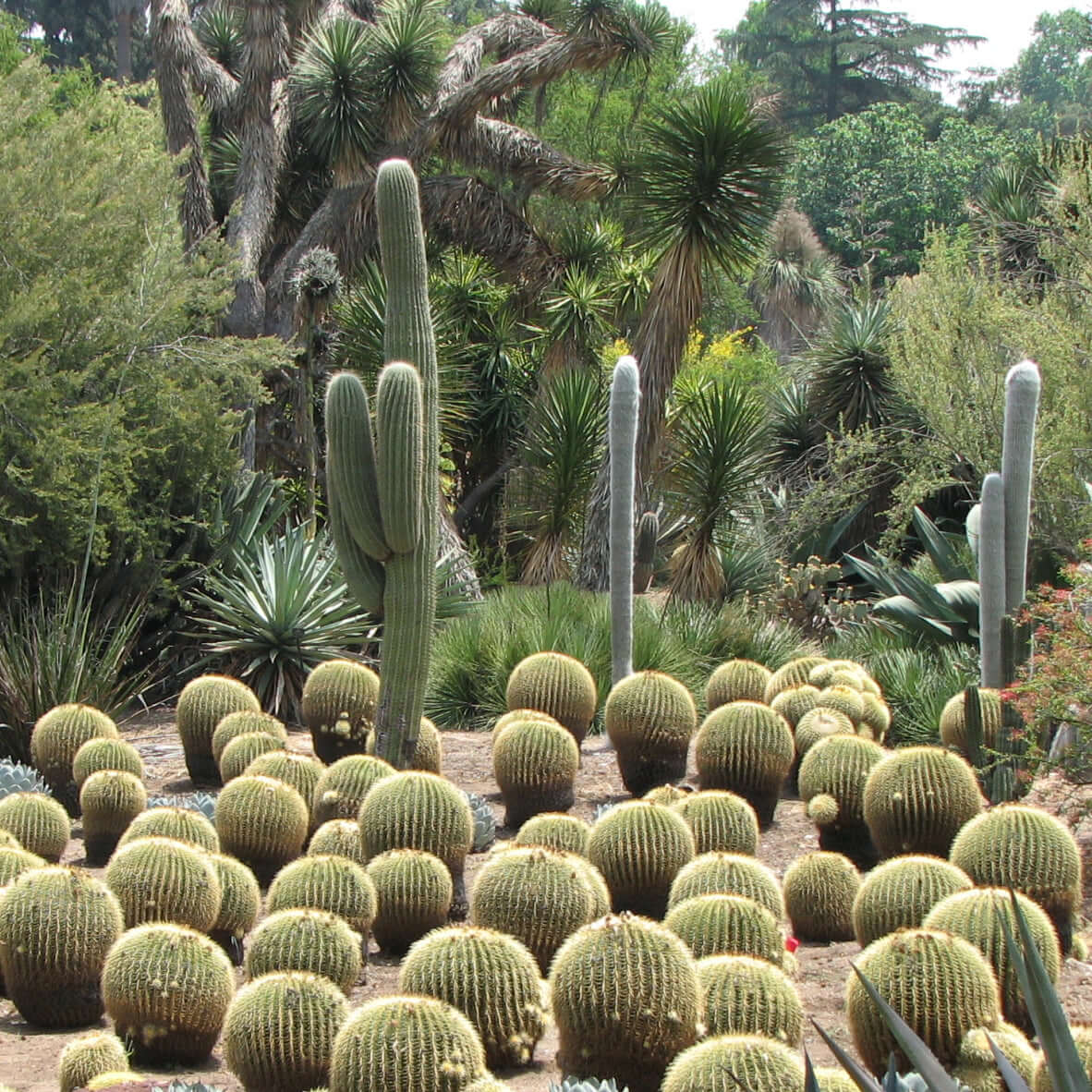 Golden Barrel Cactus (7895623106815)