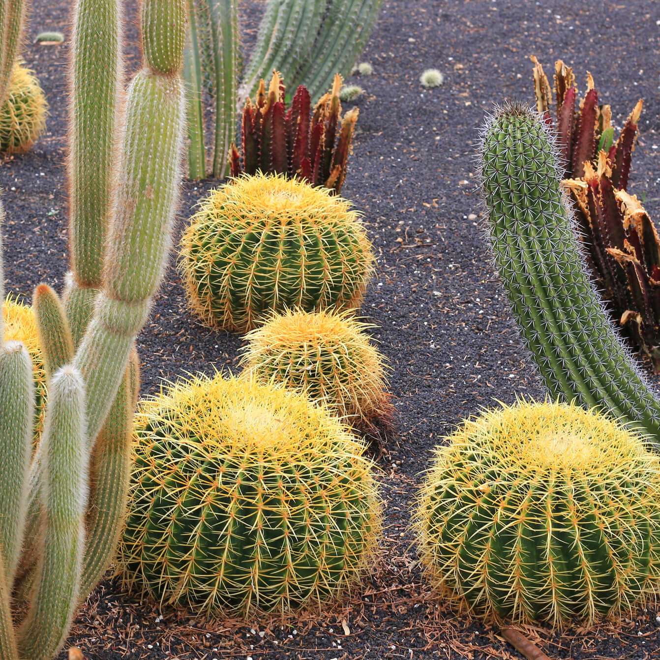 Golden Barrel Cactus (7895623106815)