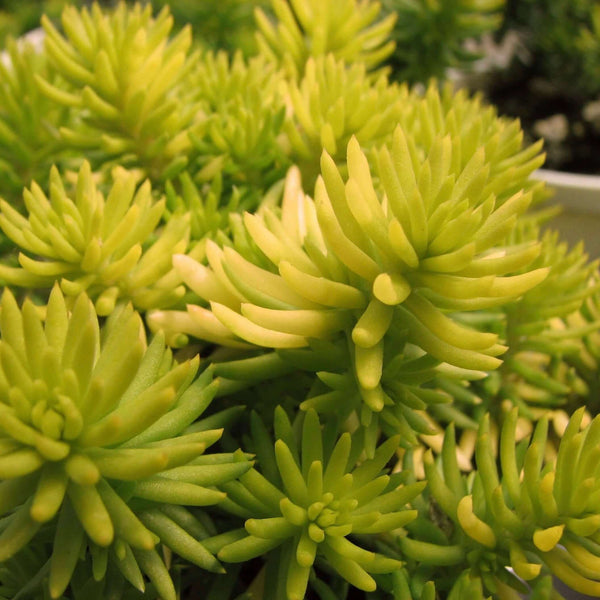 golden sedum succulent Golden Sedum (Sedum rupestre 'Angelina') – Plants Express