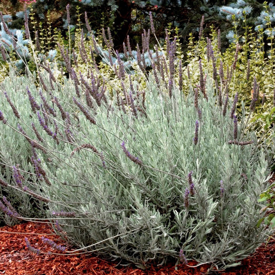 Goodwin Creek Gray Lavender (7912524349695)