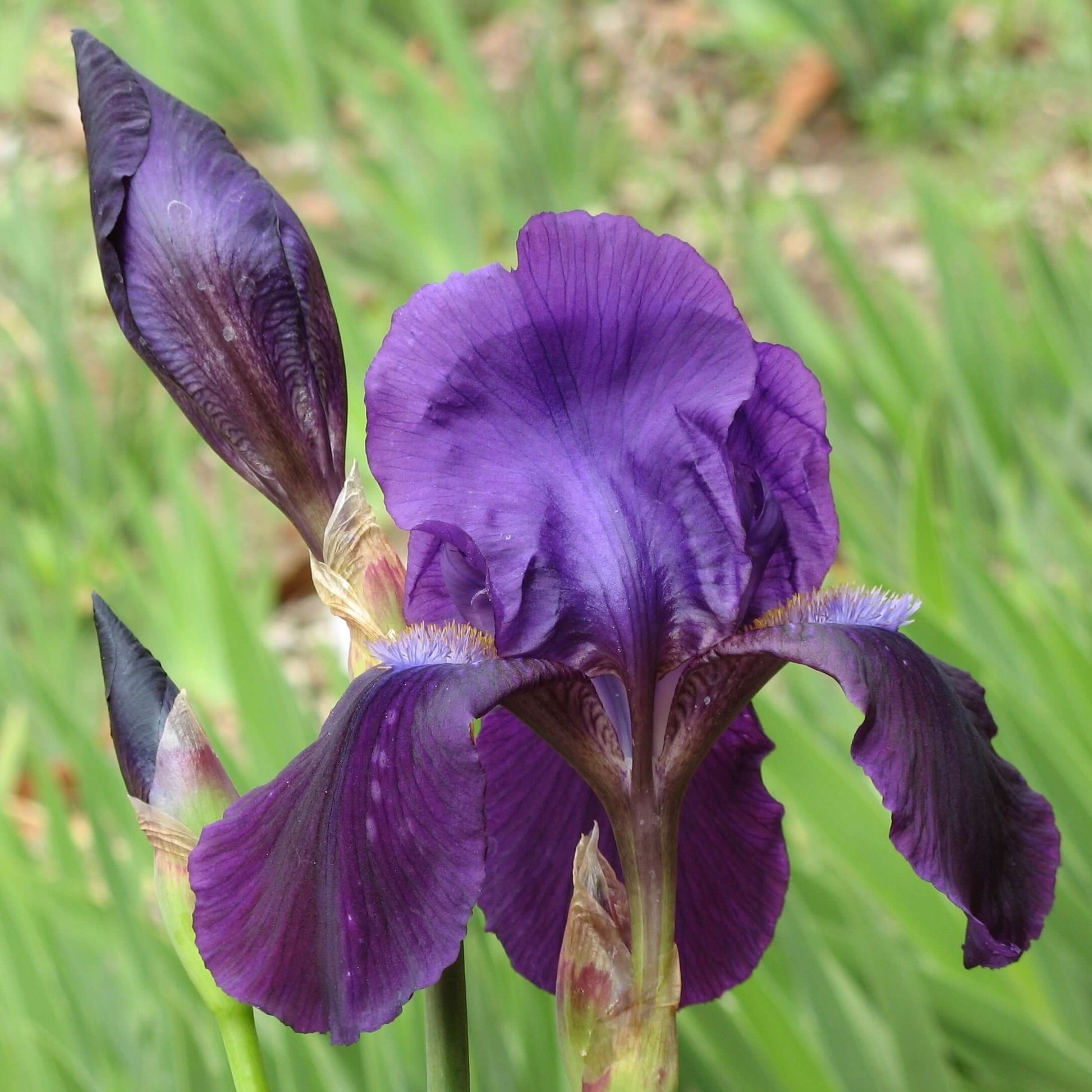 Iris germanica Grandmas Purple Flag