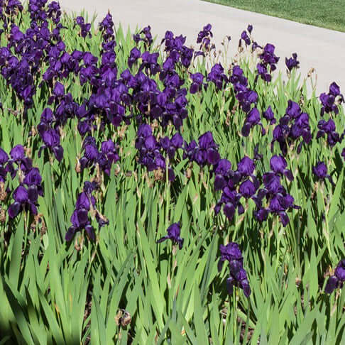 Iris germanica Grandmas Purple Flag