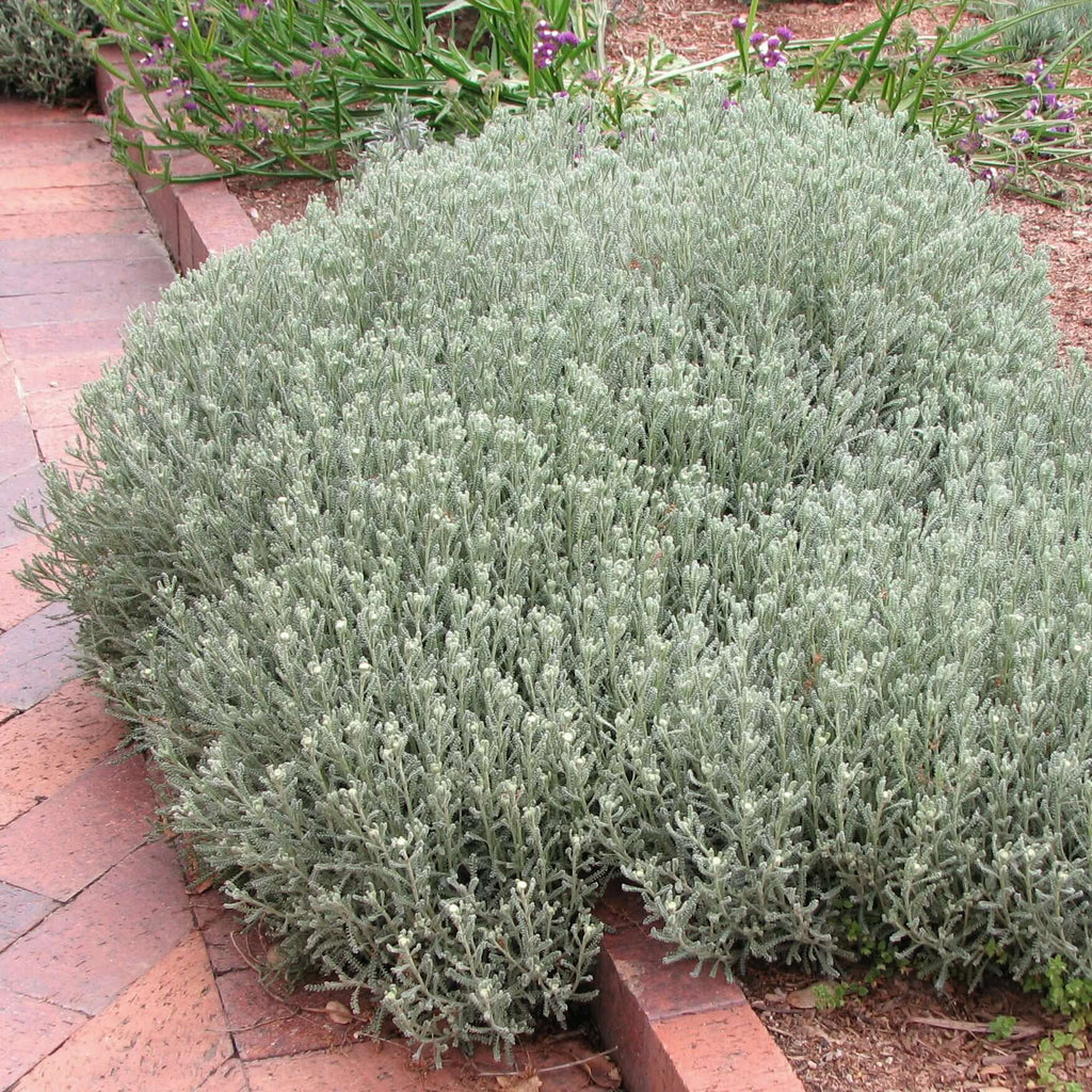 green lavender cotton plant Gray Lavender Cotton (Santolina chamaecyparissus) – Plants Express