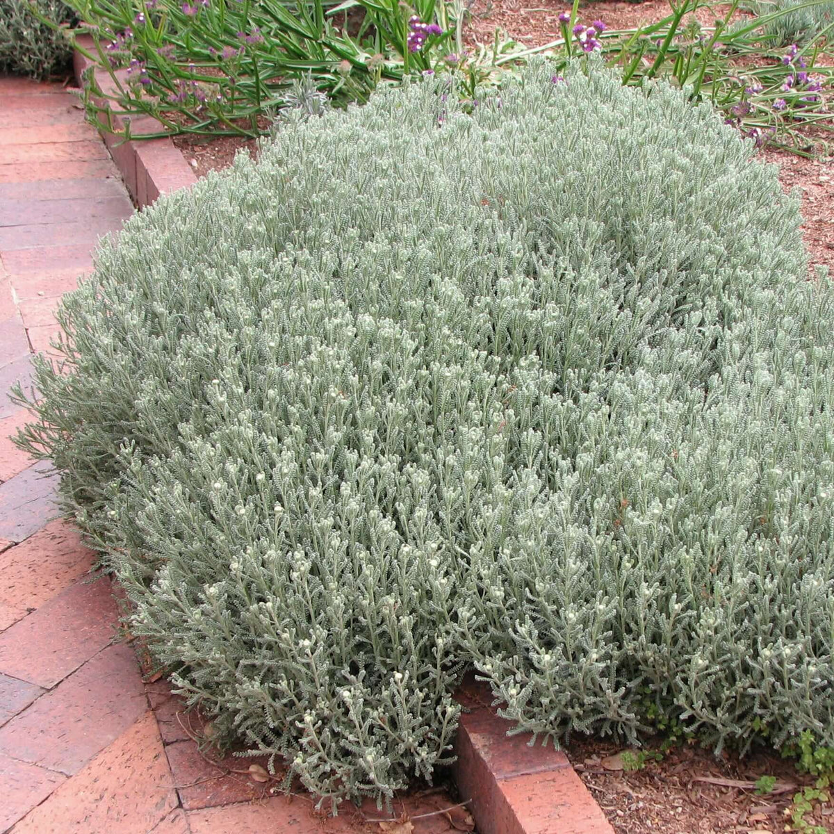 Gray Lavender Cotton (Santolina chamaecyparissus) – Plants Express