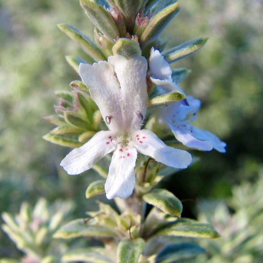 Westringia fruticosa 'Smokey' (Coast Rosemary) (7898285900031)