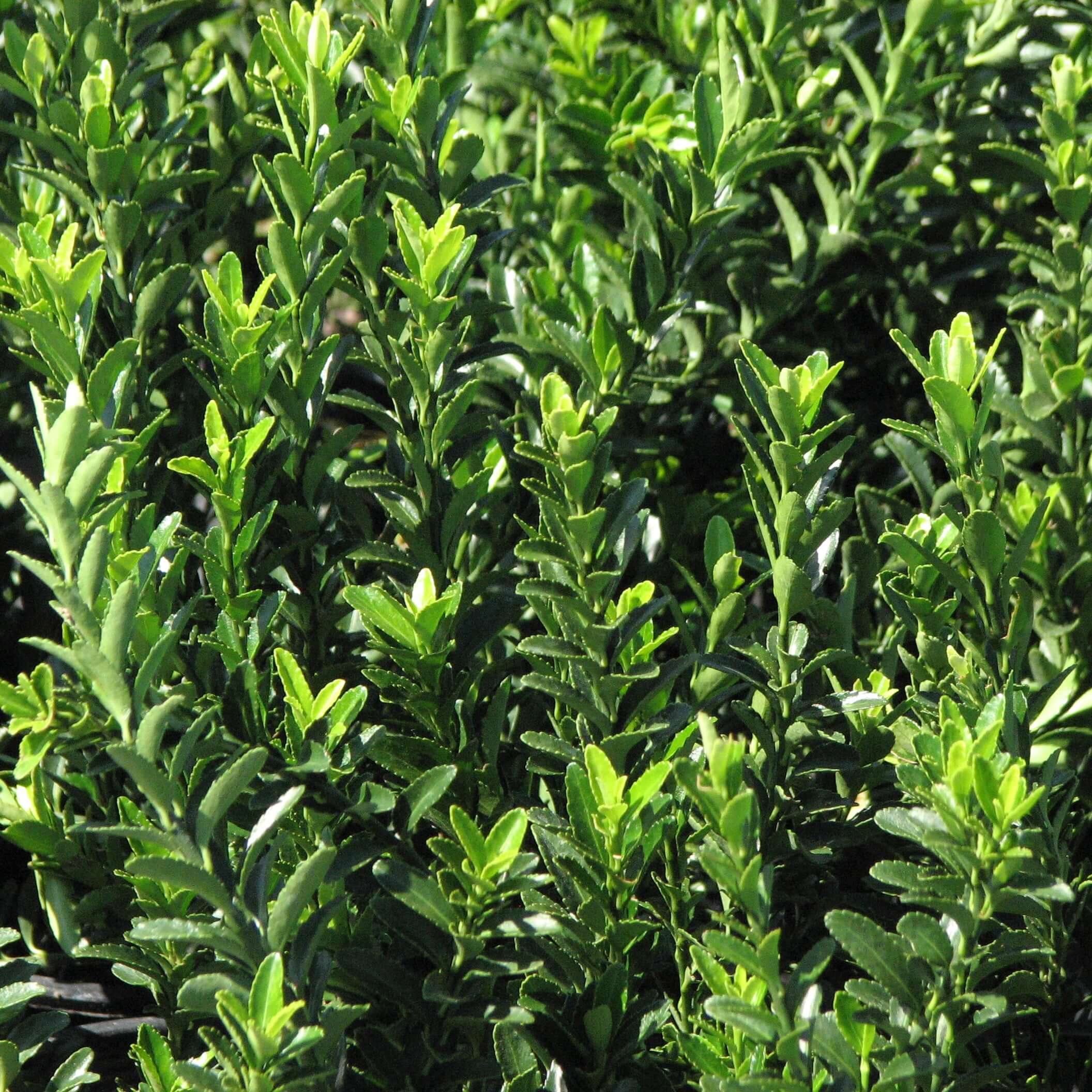 Green Boxleaf Euonymus | Plants Express