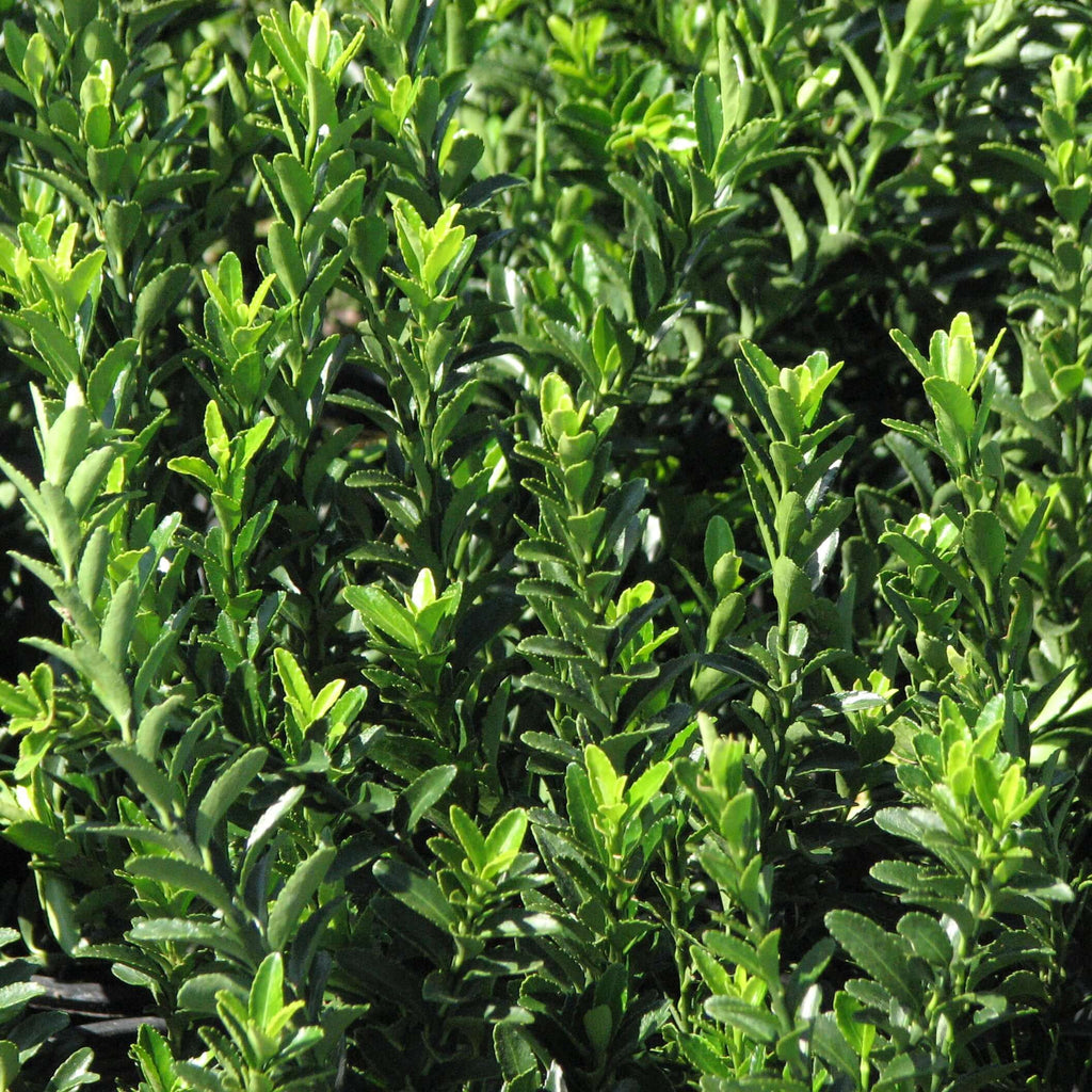 Green Boxleaf Euonymus (7823950283007)