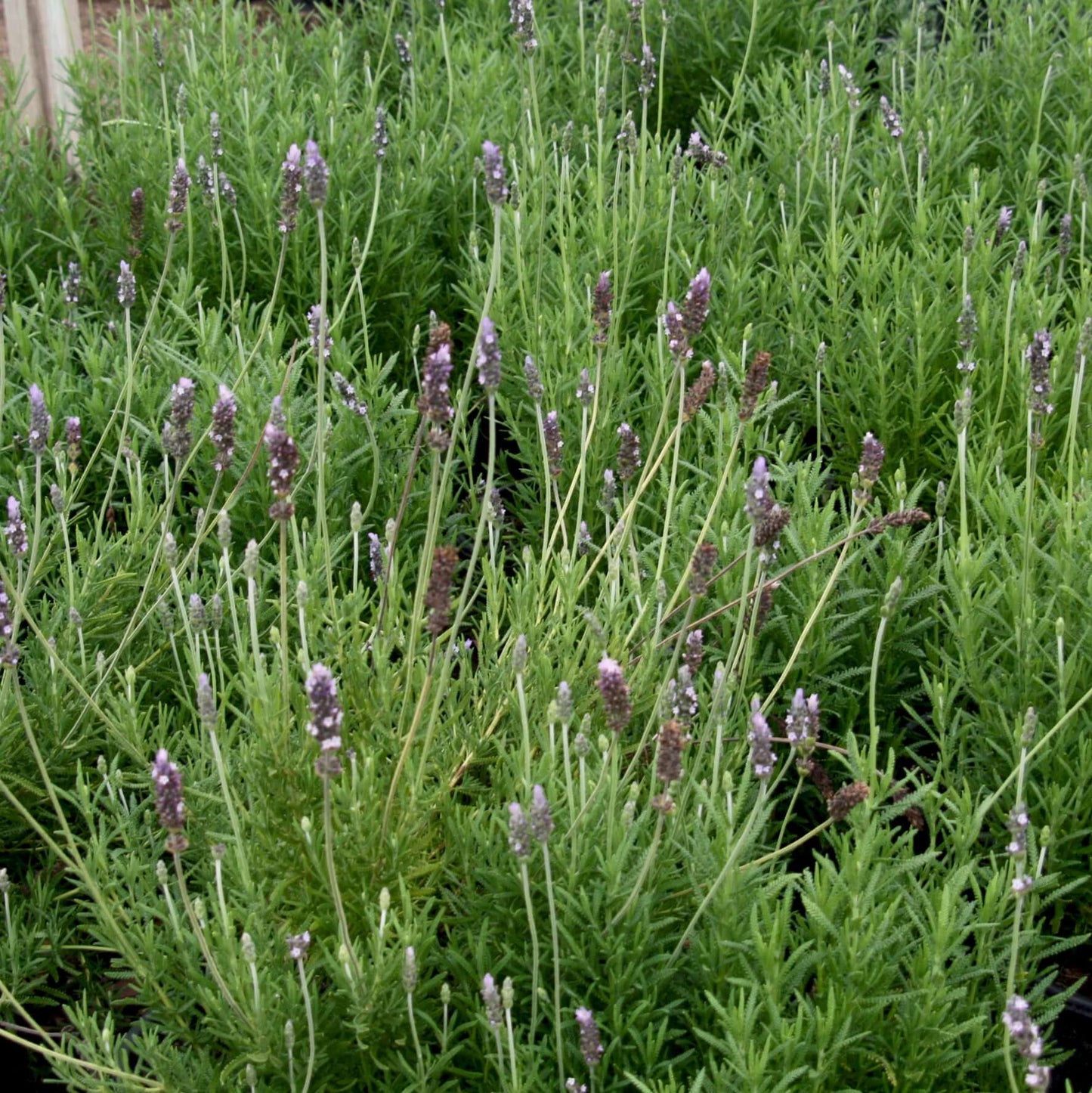 Green French Lavender (7909600887039)