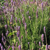 Green French Lavender
