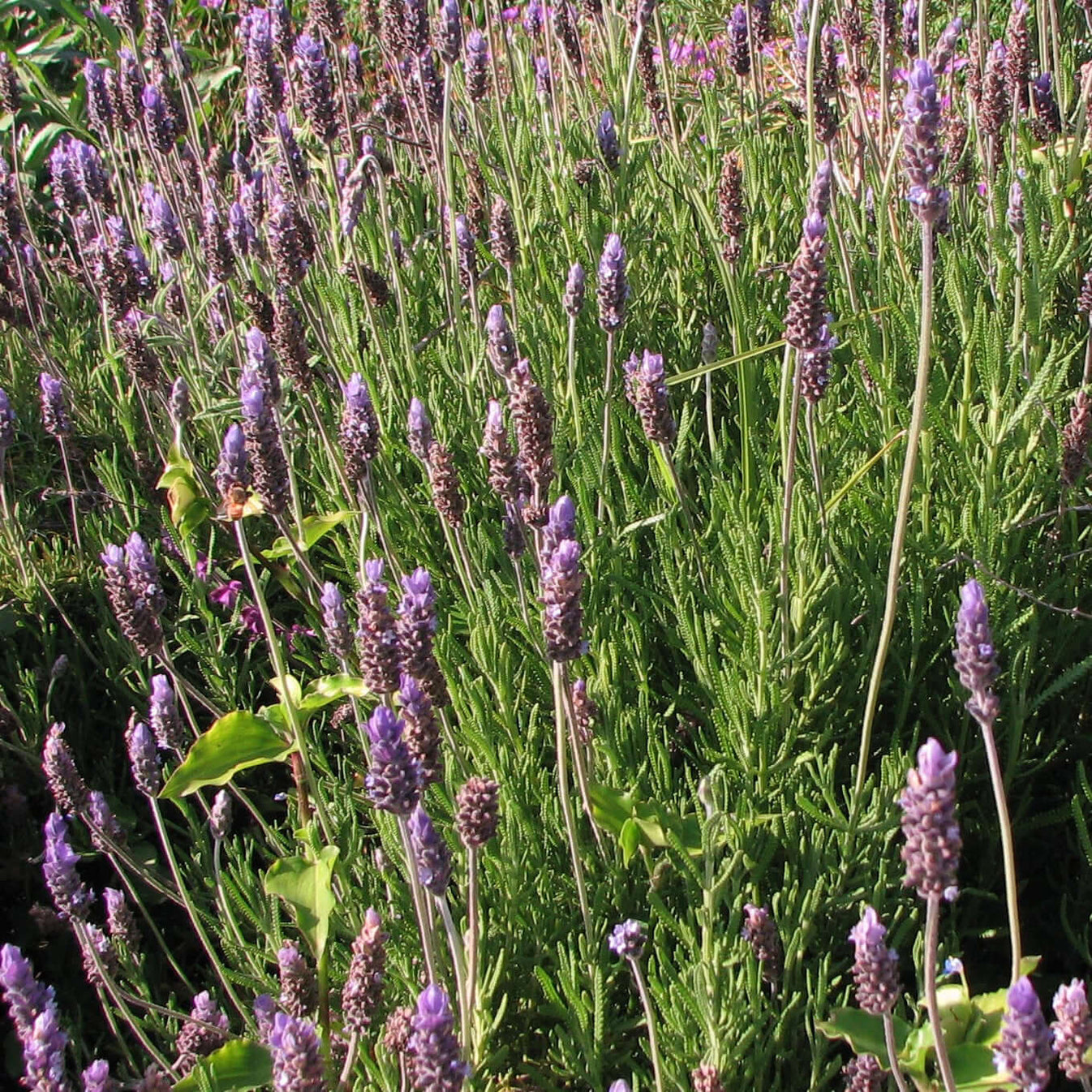 Green French Lavender Plants Express