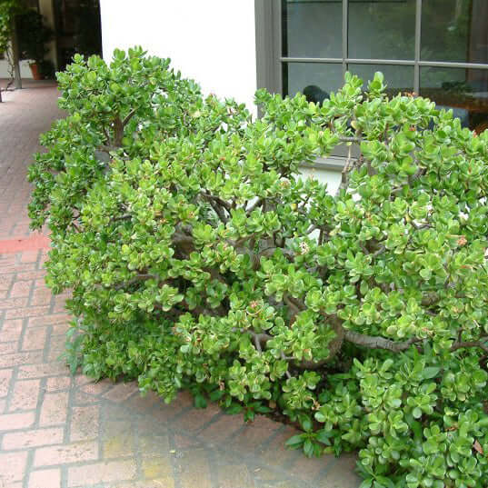Crassula ovata Jade Succulent (7927859740927)