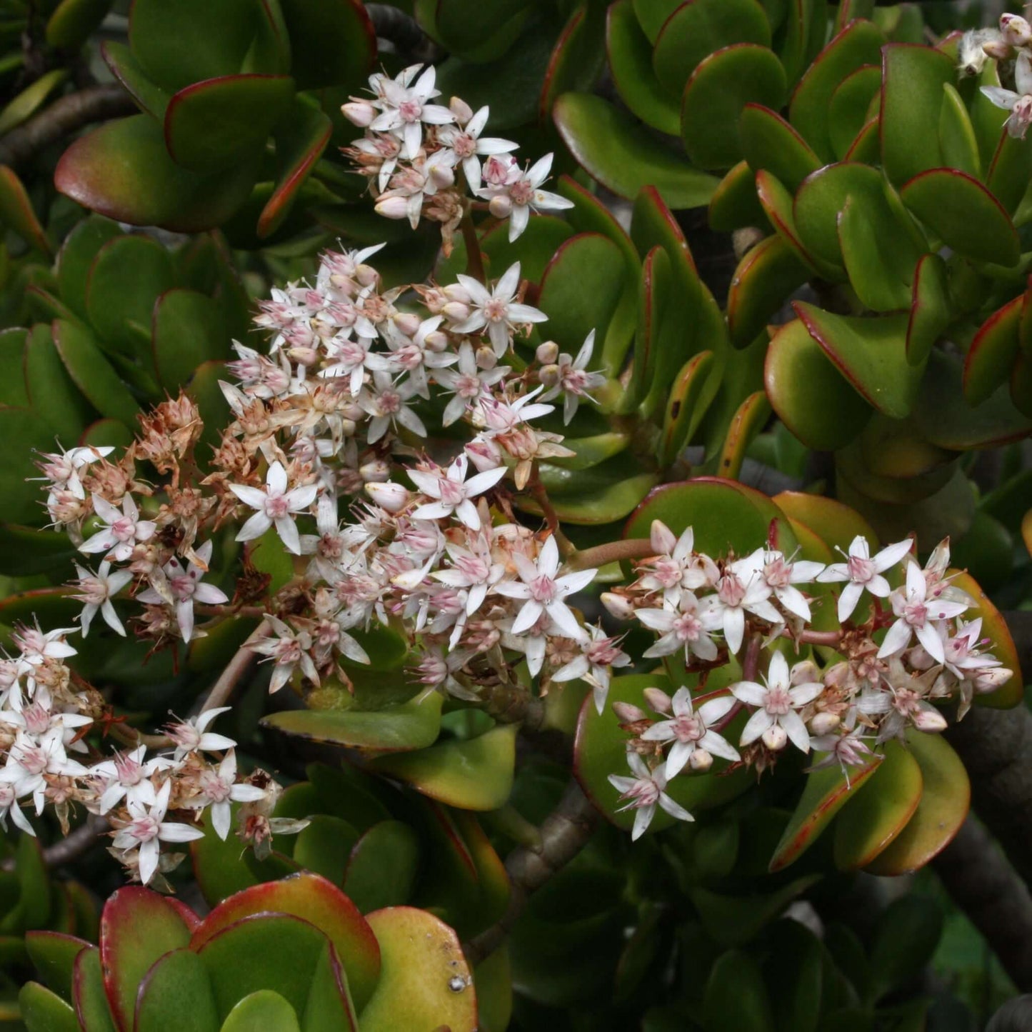 Crassula ovata Jade Succulent (7927859740927)