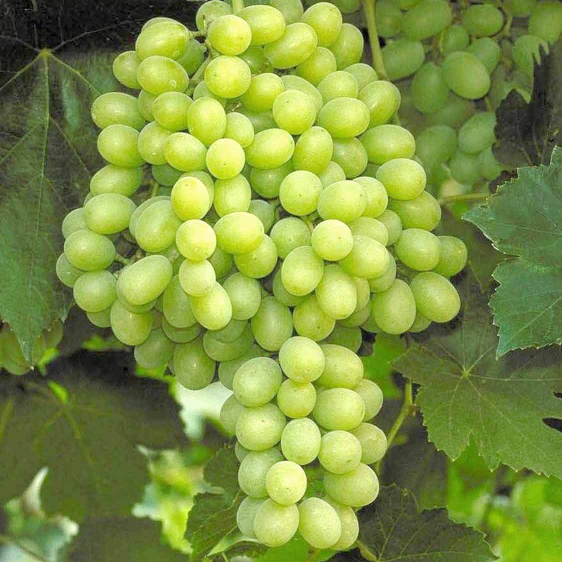 Green Seedless Table Grape (7931568161023)