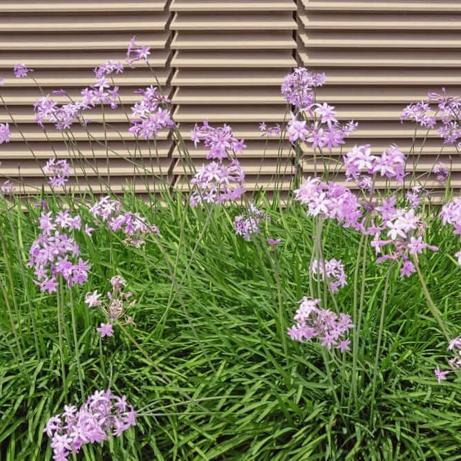 Green Society Garlic (7898261061887)