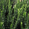 Green Spire Euonymus