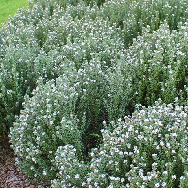 Grey Box Dwarf Coast Rosemary (7898274070783)