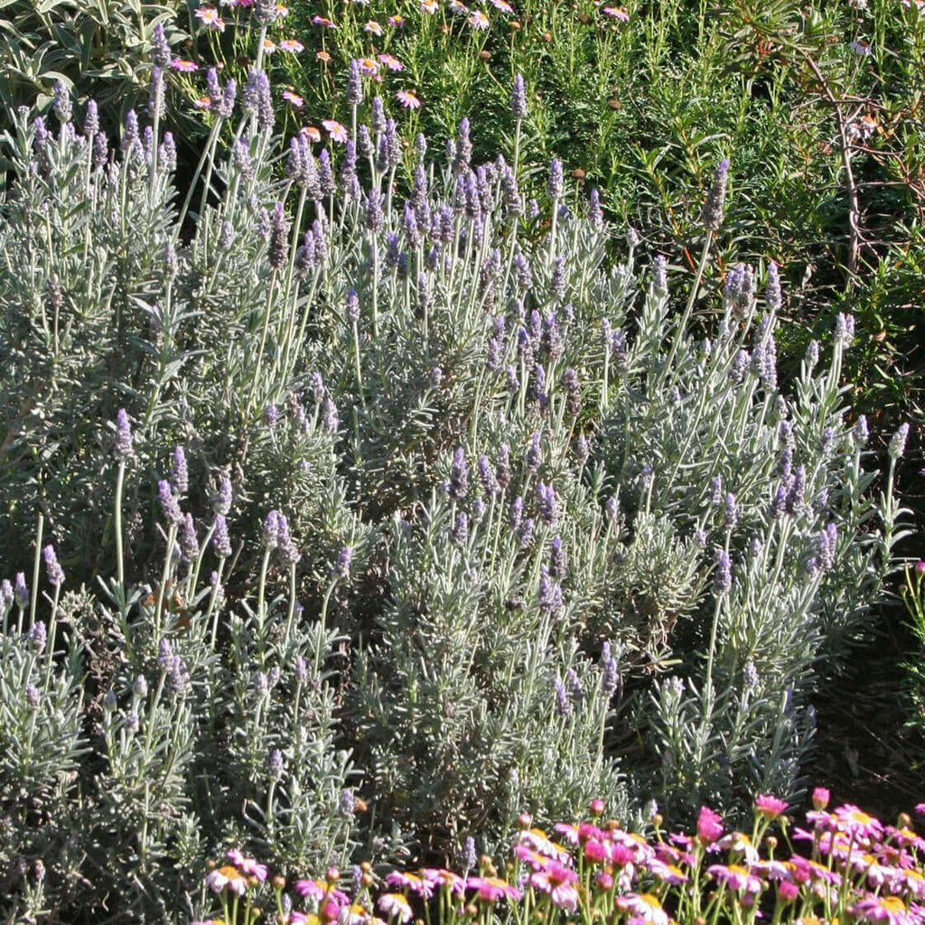 is lavender a shade plant Lavandula dentata var. candicans