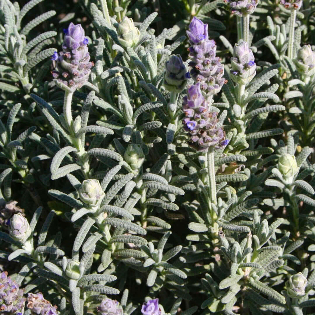 leaves of lavender plant Lavandula dentata var. candicans