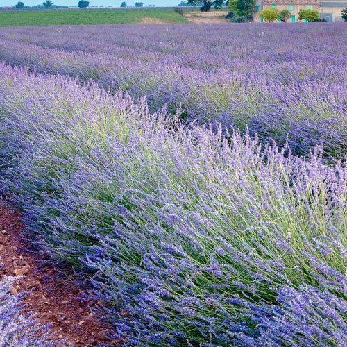 real lavender tree Lavandula dentata var. candicans