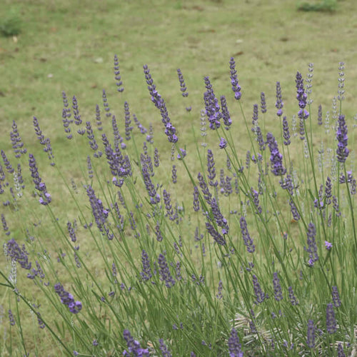 lavender grosso planting distance Grosso Lavender