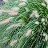 Hameln Dwarf Fountain Grass