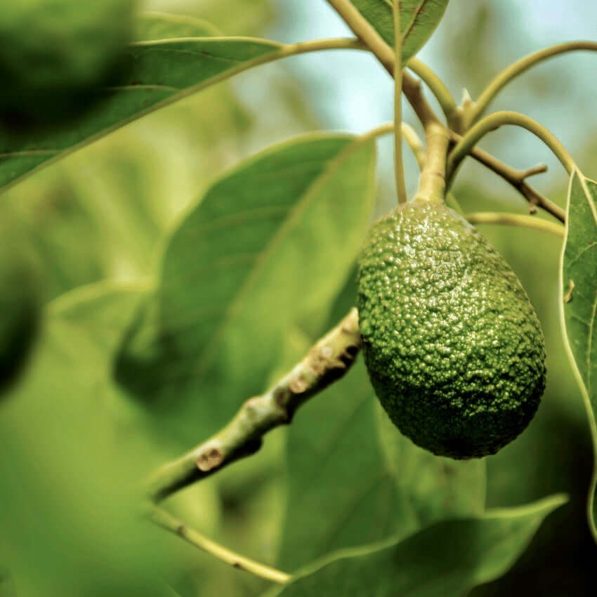 Hass Avocado Tree (7823950610687)