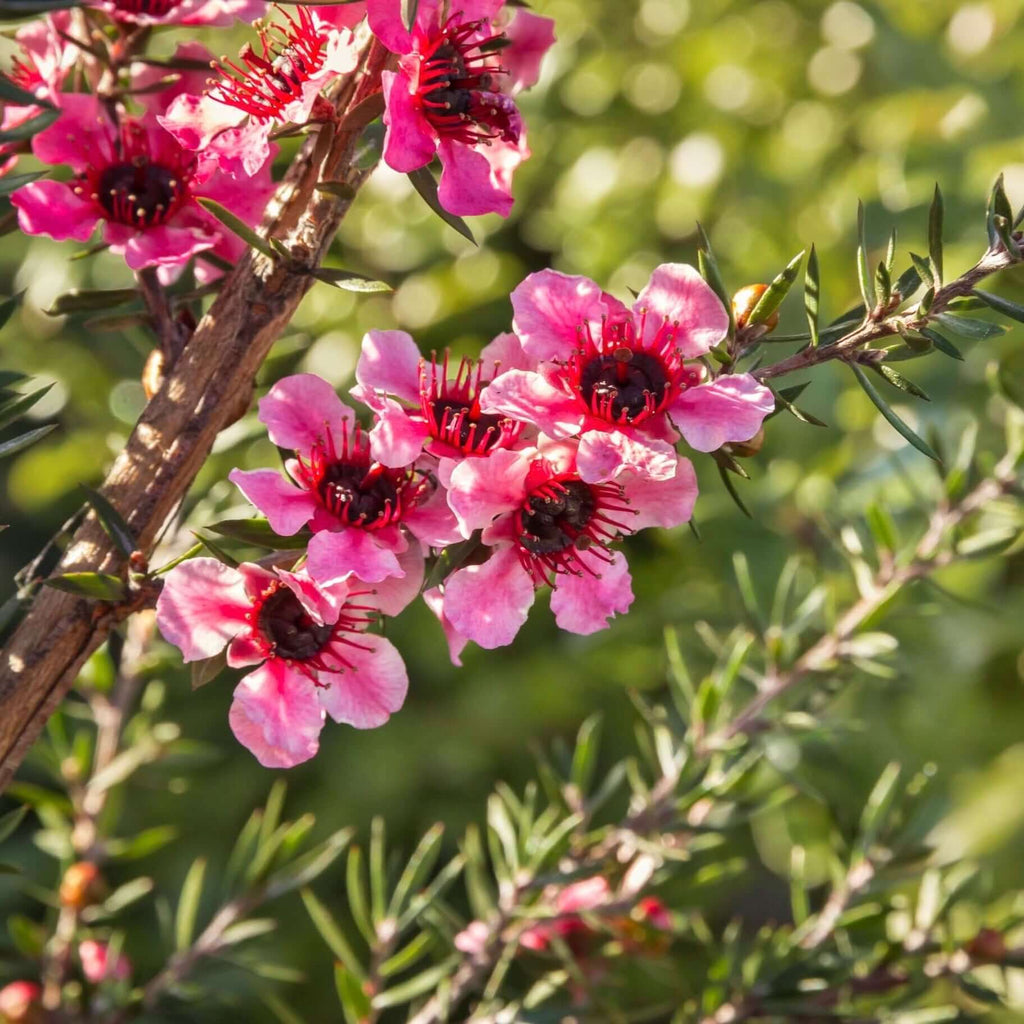 Helene Strybing New Zealand Tea Tree (7823951593727)