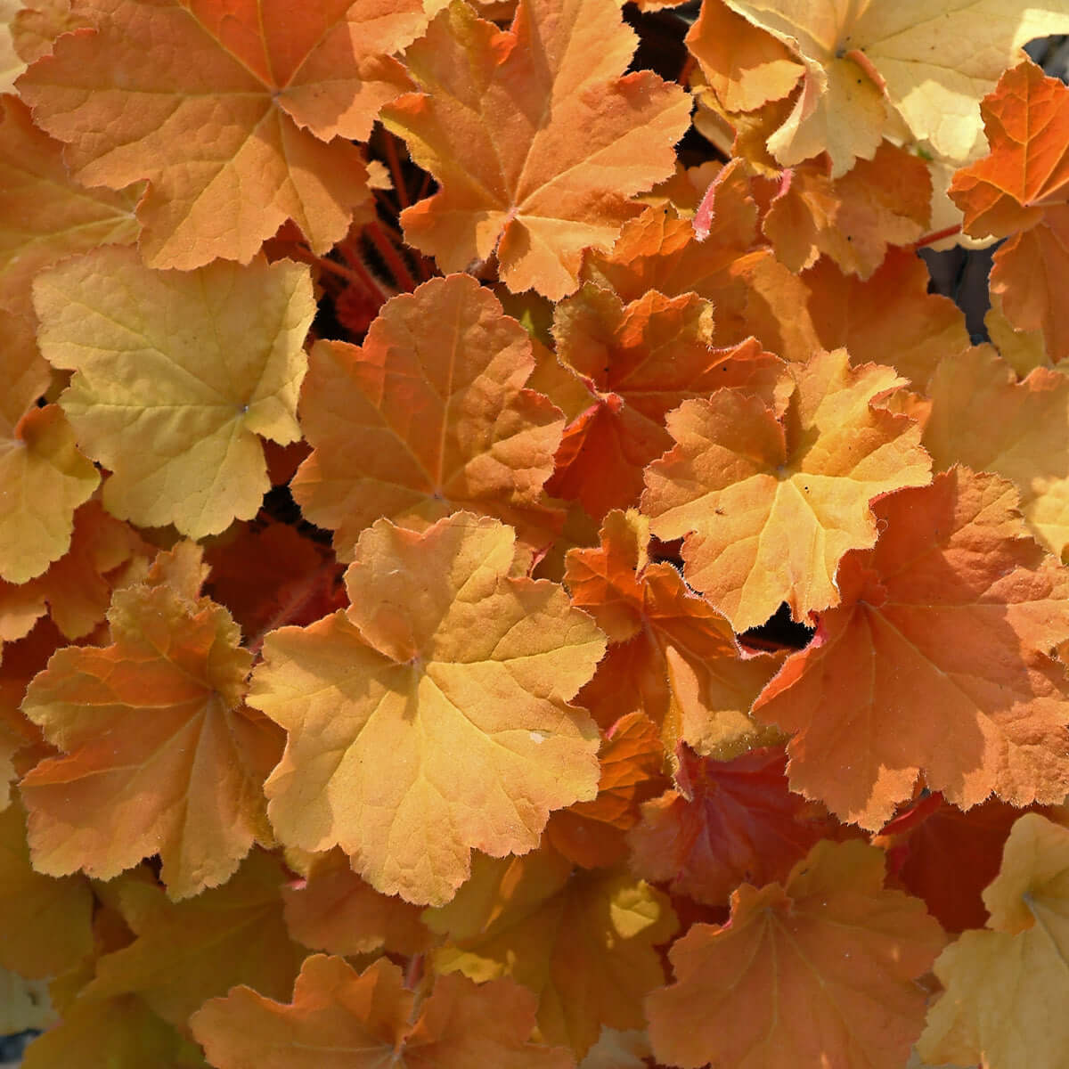 Heuchera 'Caramel'  (7994782843135)