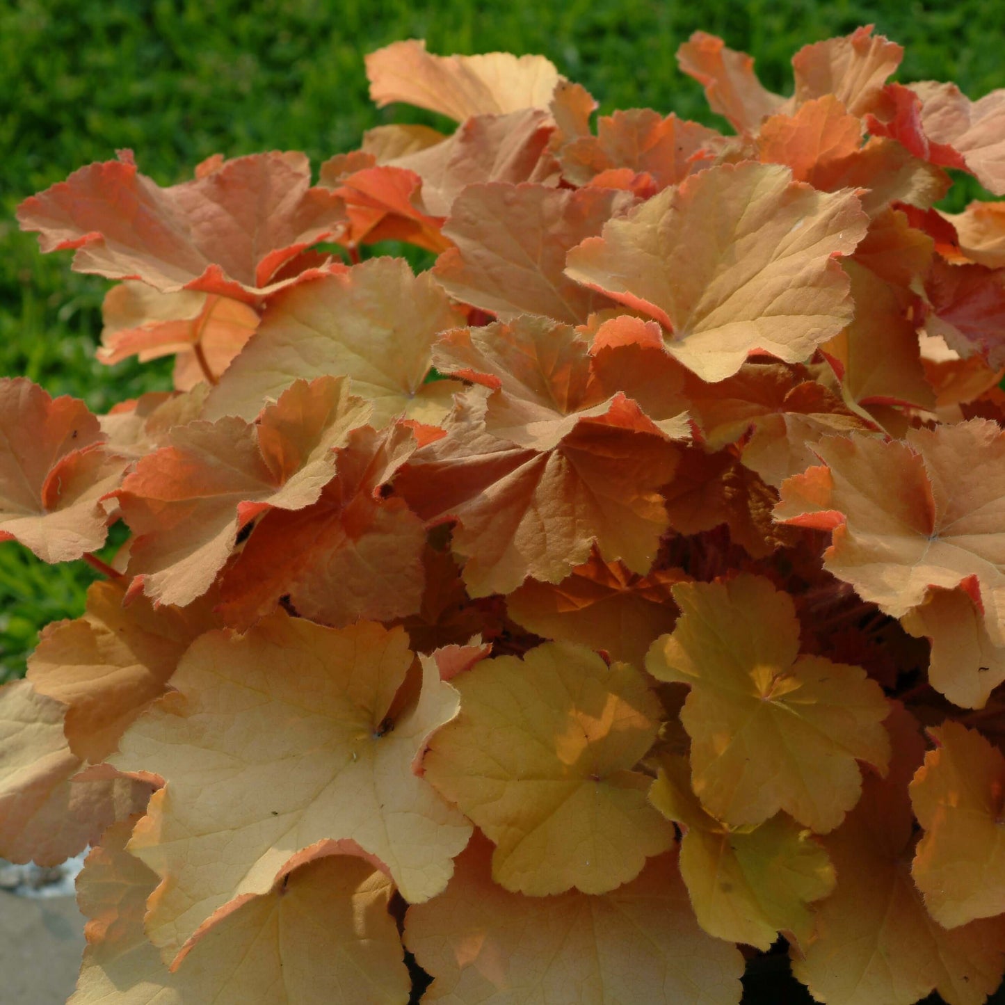 Heuchera 'Caramel'  (7994782843135)