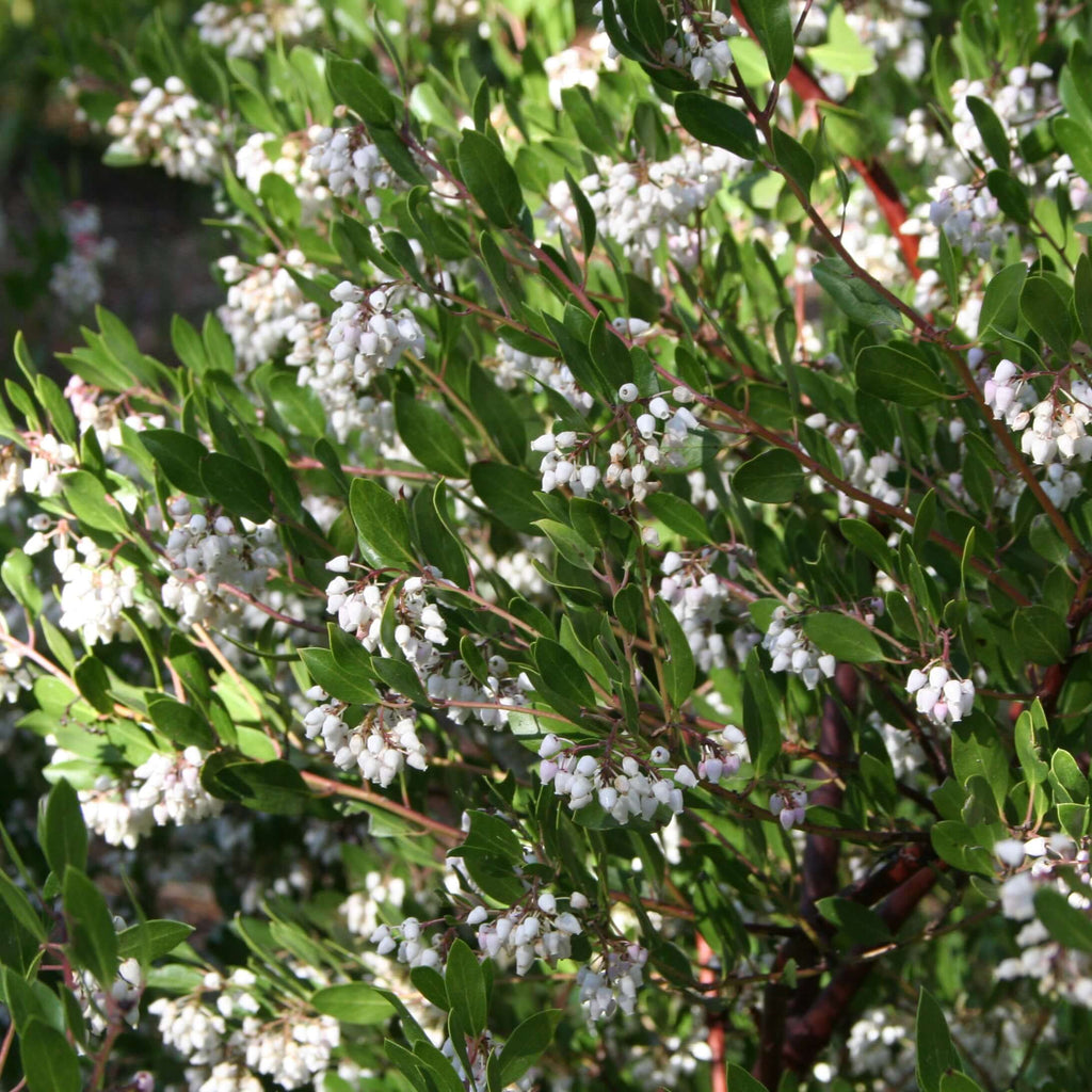 Howard McMinn Manzanita (7823948873983)