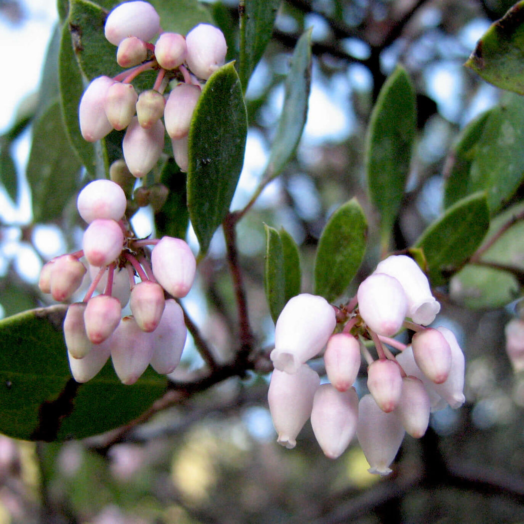 Manzanita – Plants Express