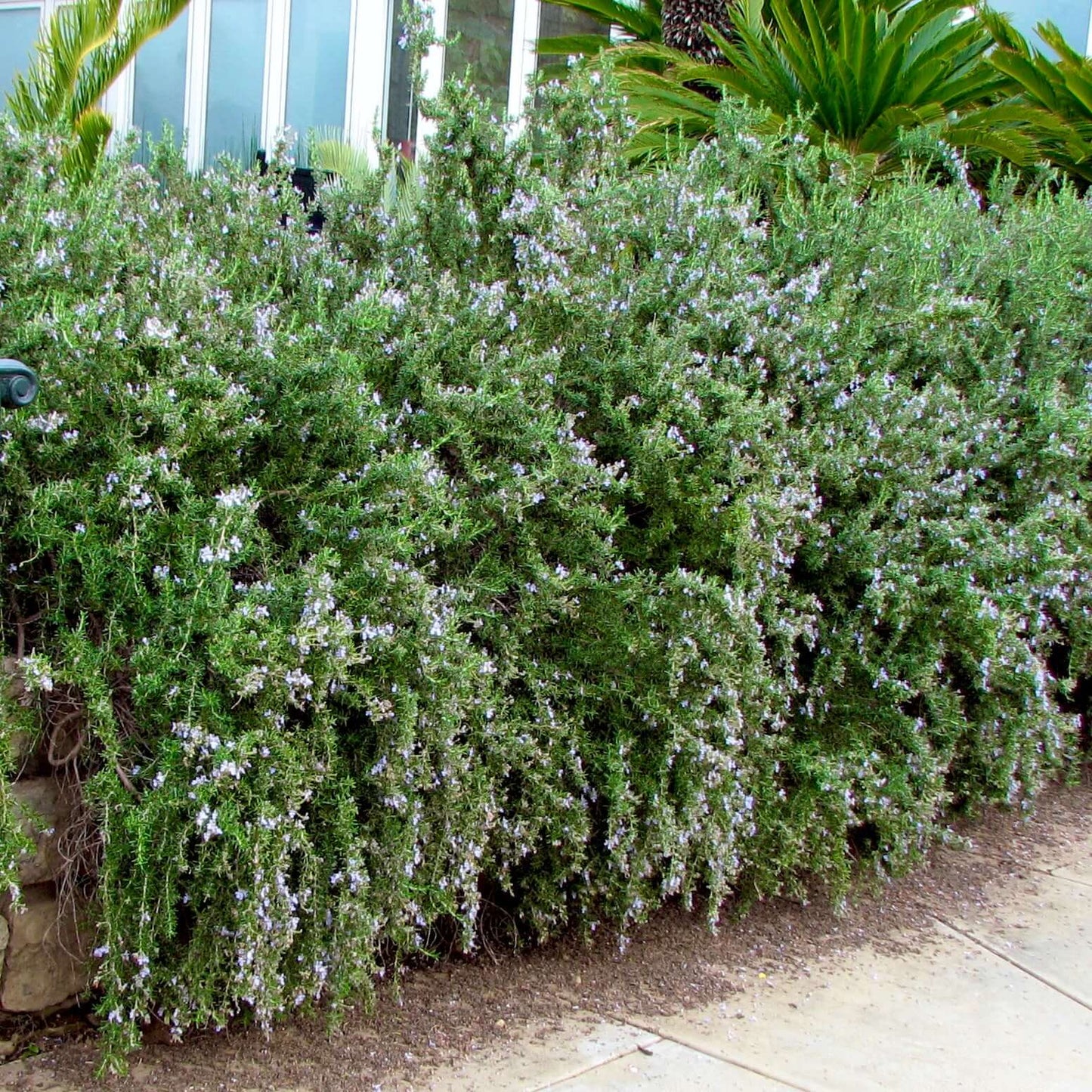 Huntington Blue Carpet Rosemary (7927859347711)