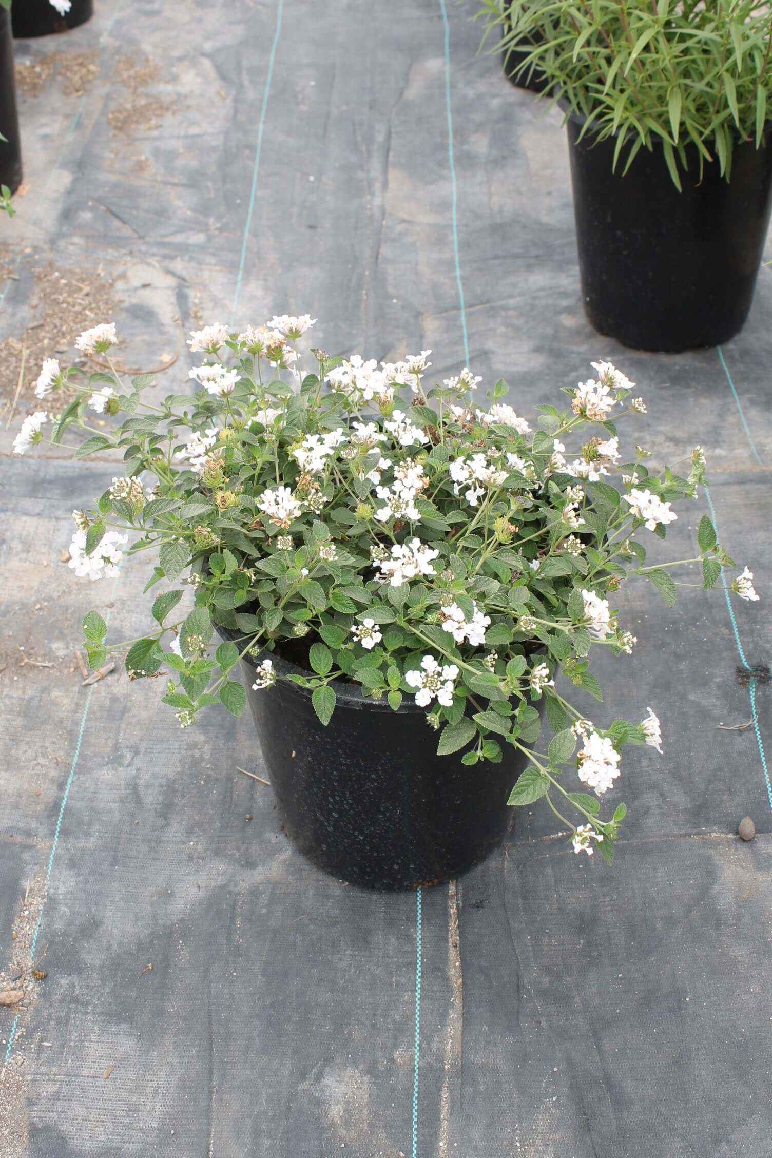 hanging plant with little white flowers Lantana montevidensis 'Trailing White' – Plants Express