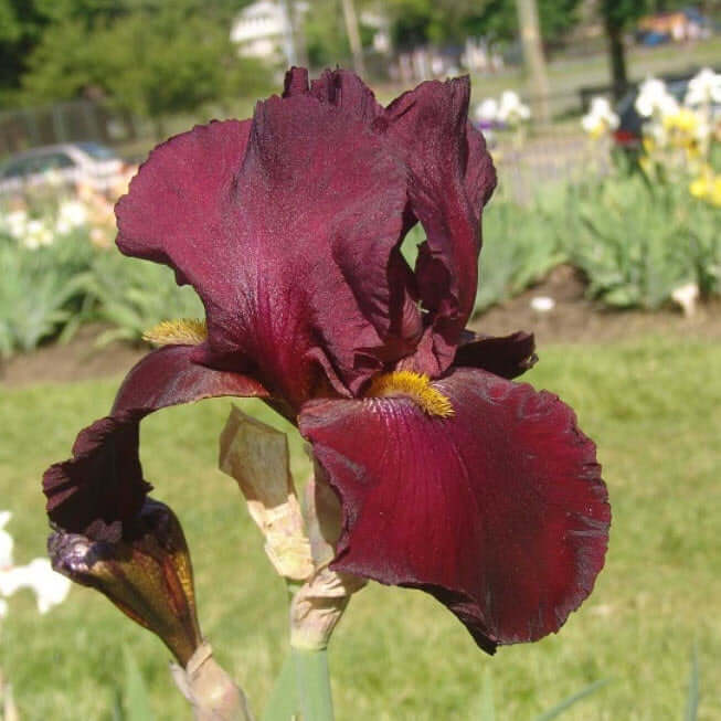 Iris germanica Ida Red (8027754037503)