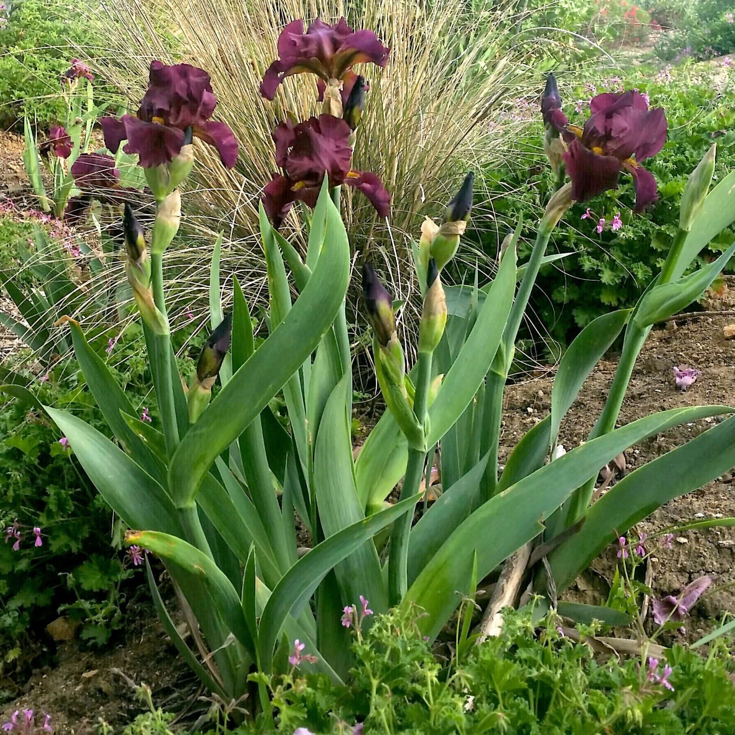 Iris germanica Ida Red (8027754037503)