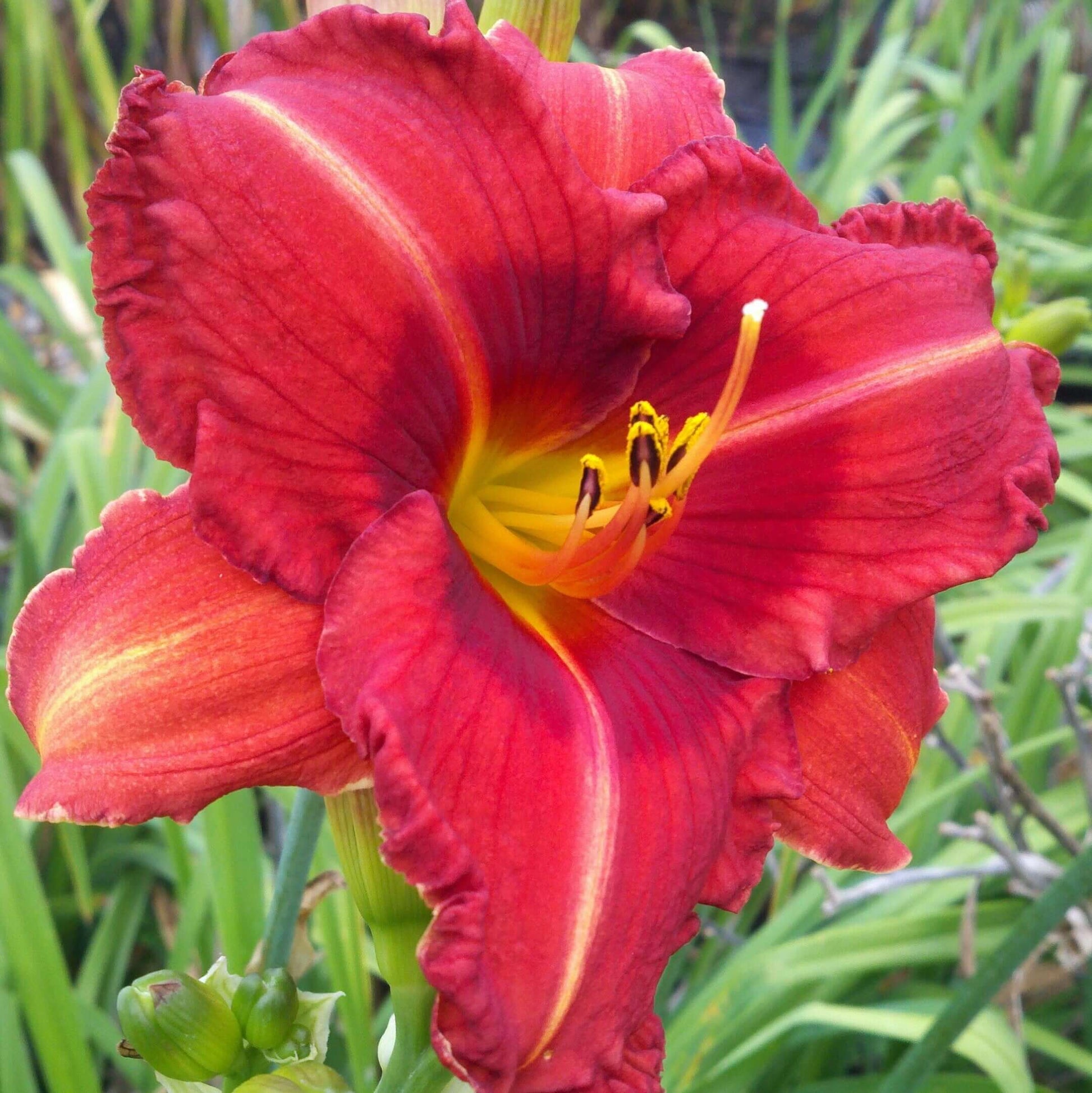 Hemerocallis Incendio Daylily (8027754168575)