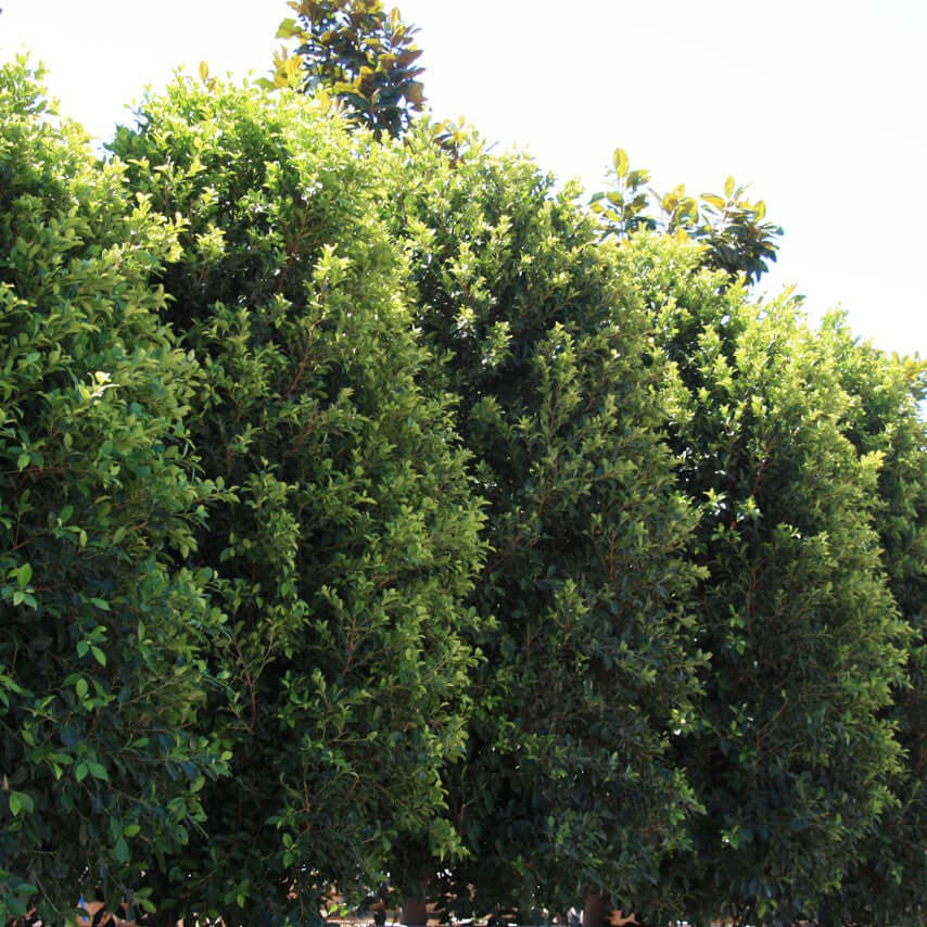 Ficus Genera Ficus Green Gem _ Ficus Nitida – ERLH