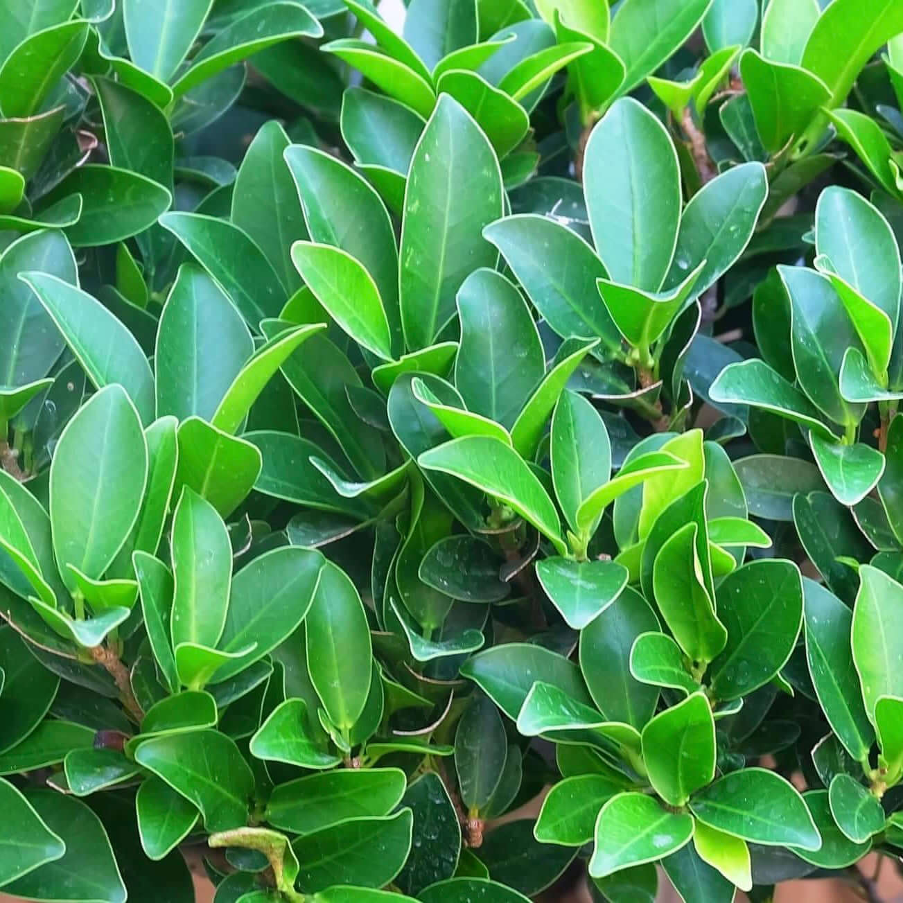 Ficus Nitida Hedge ficus-nitida-hedge