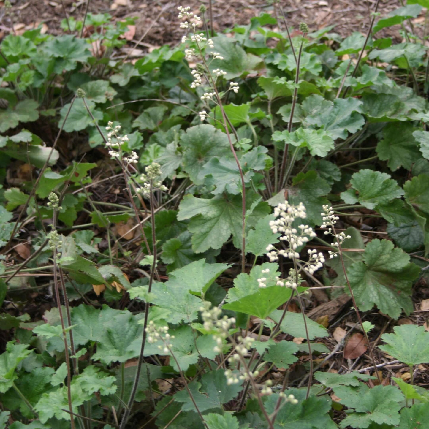 Heuchera maxima (7994782777599)