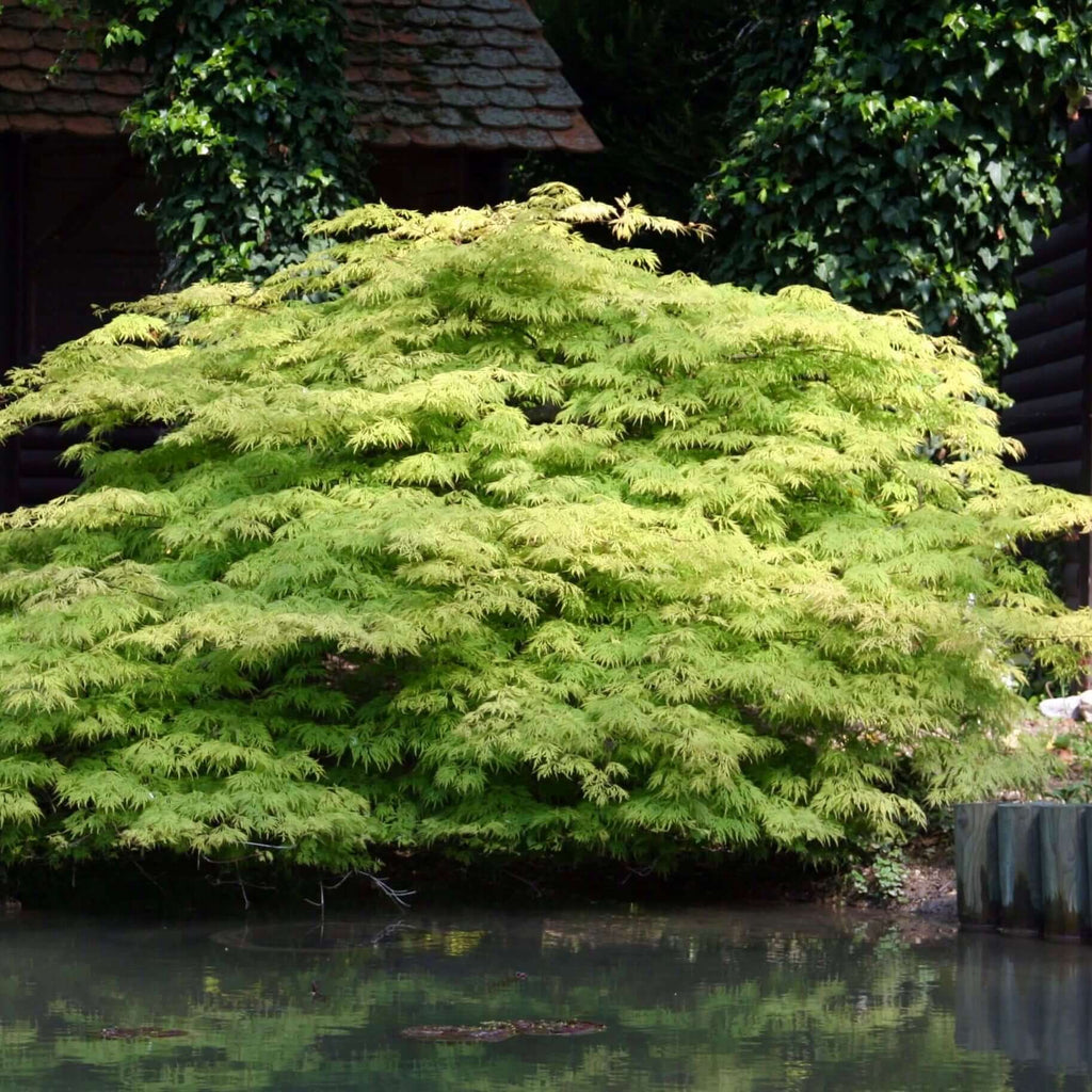 Japanese Green Maple (7823948382463)