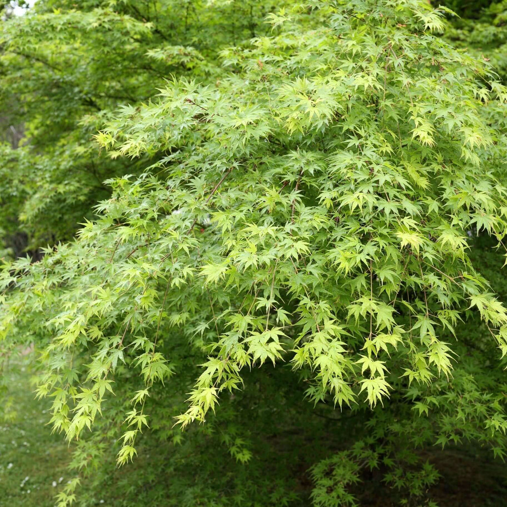 Japanese Green Maple (7823948382463)