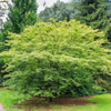 Green Japanese Maple
