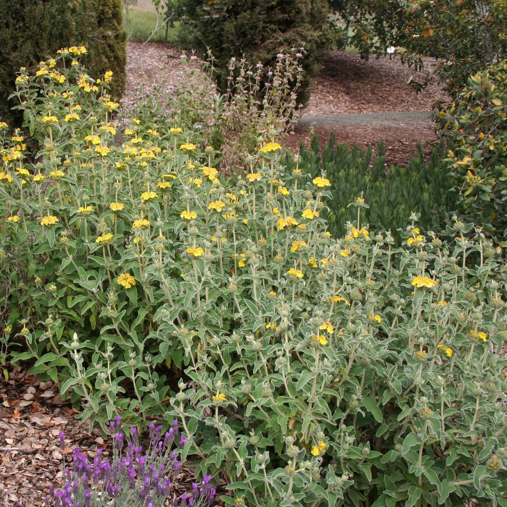 Jerusalem Sage Plants Express