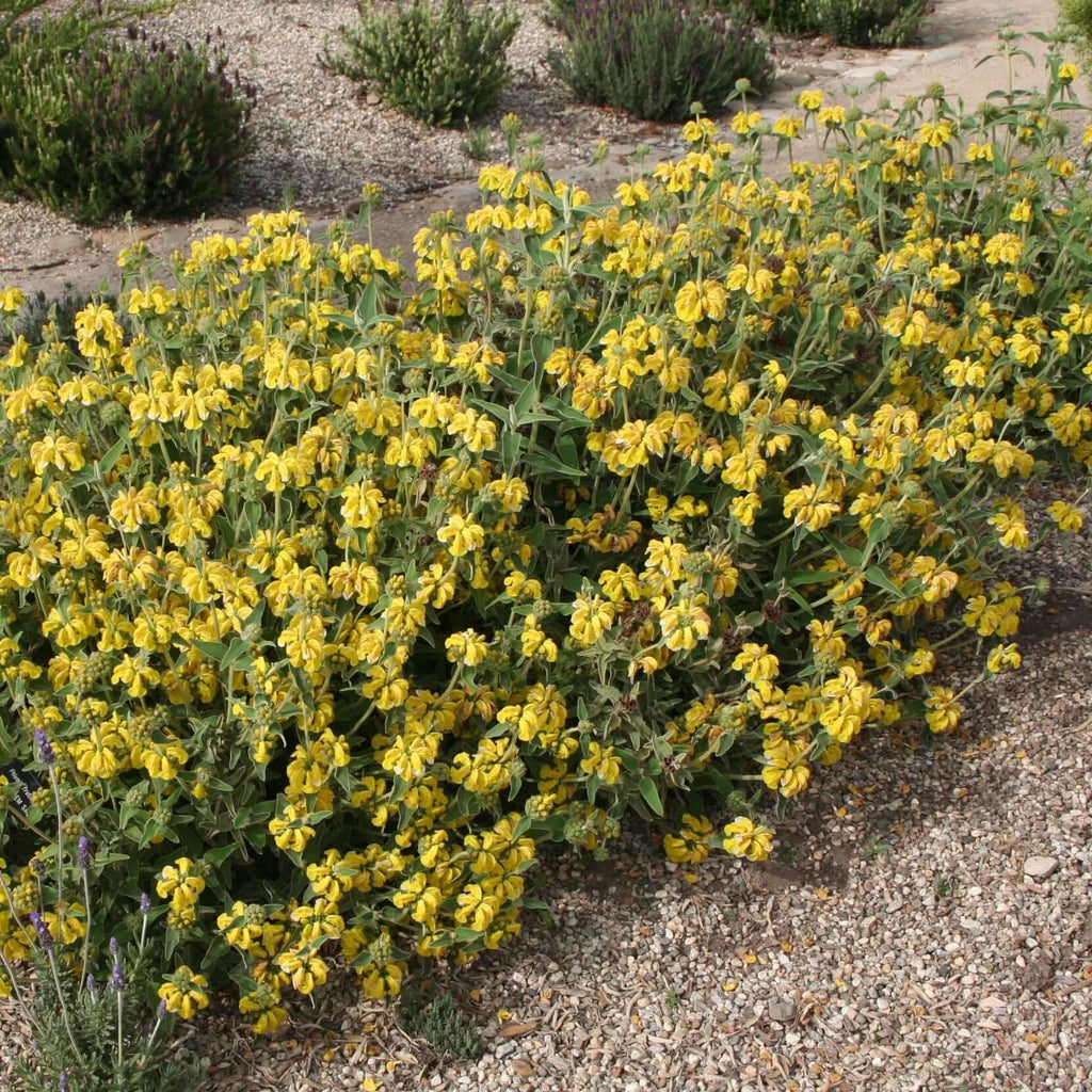 Jerusalem Sage (7927859314943)