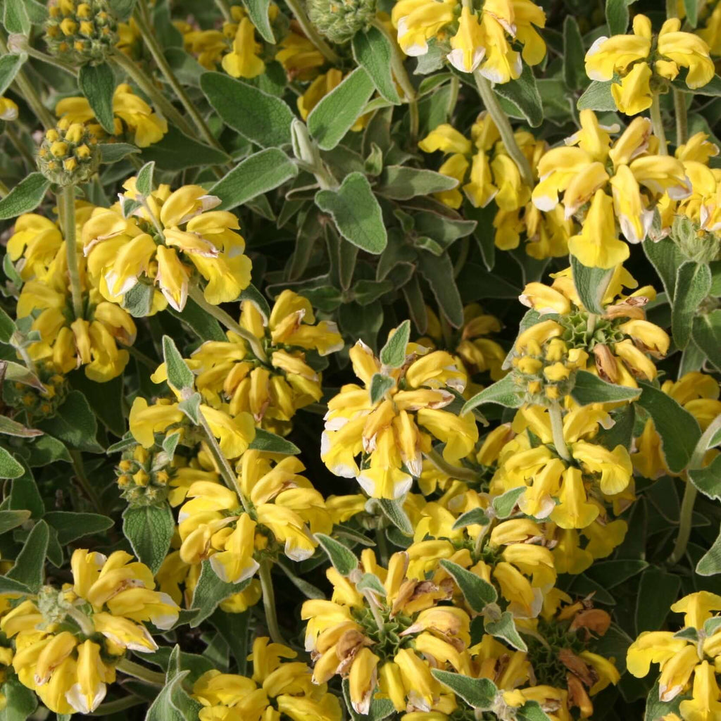 Jerusalem Sage (7927859314943)