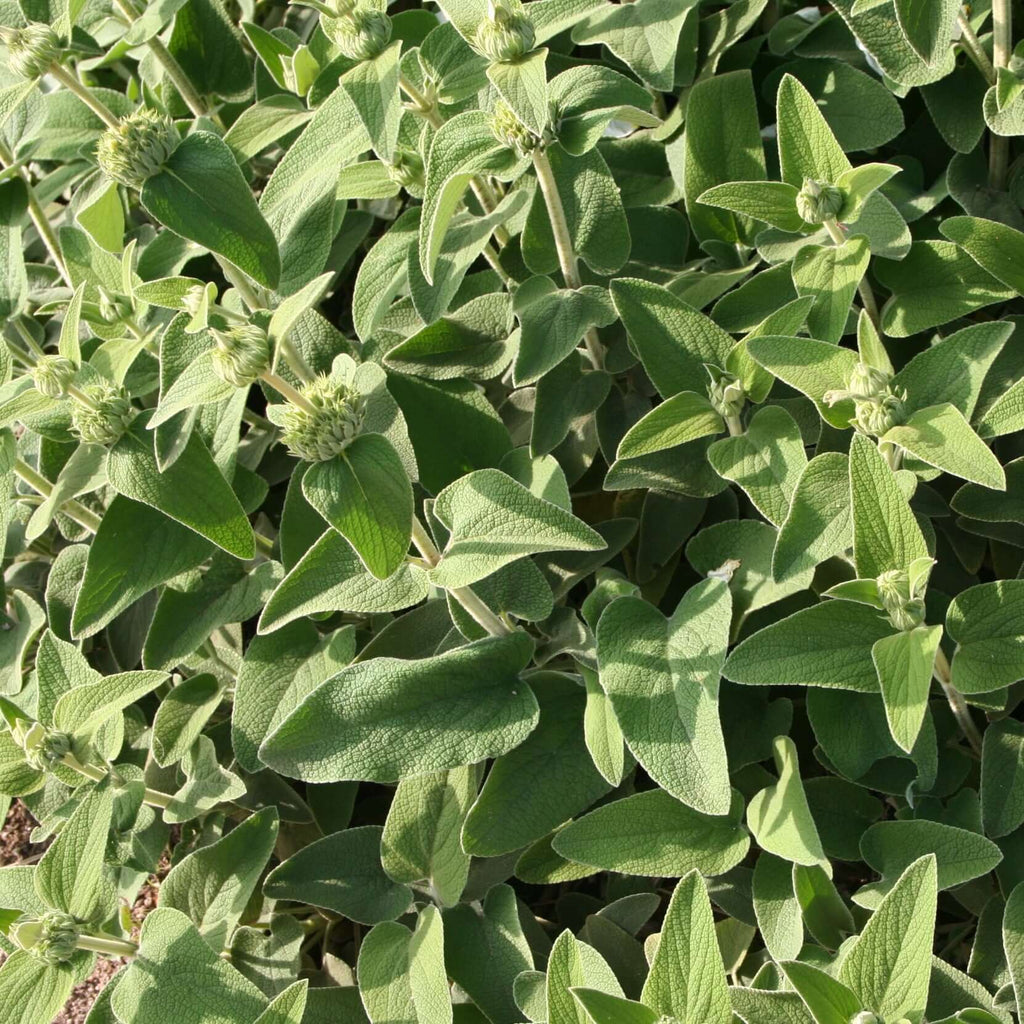 Jerusalem Sage (7927859314943)