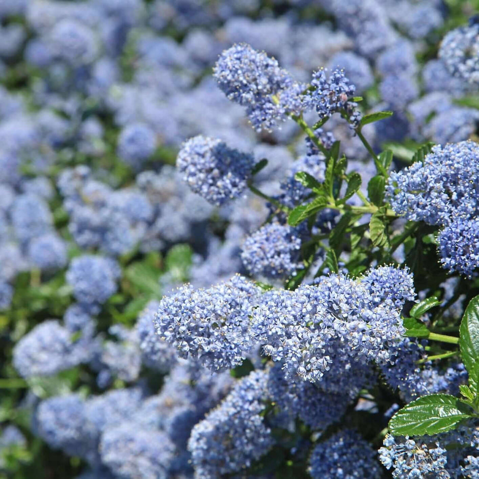 Shop Lilac Plants Online Plants Express